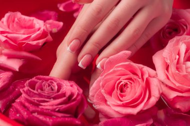 Spa Salonu: Pembe Güller ve Gül Yapraklı Su Kasesinde Fransız Manikürlü Güzel Kadın Elleri.