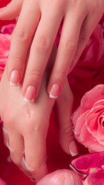 Spa Salonu: Pembe Güller ve Gül Yapraklı Su Kasesinde Fransız Manikürlü Güzel Kadın Elleri.