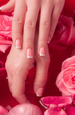 Spa Salonu: Pembe Güller ve Gül Yapraklı Su Kasesinde Fransız Manikürlü Güzel Kadın Elleri.