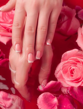 Spa Salonu: Pembe Güller ve Gül Yapraklı Su Kasesinde Fransız Manikürlü Güzel Kadın Elleri.