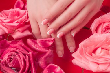 Spa Salonu: Pembe Güller ve Gül Yapraklı Su Kasesinde Fransız Manikürlü Güzel Kadın Elleri.