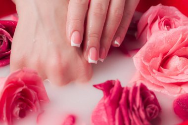 Spa Salonu: Pembe Güller ve Gül Yapraklı Su Kasesinde Fransız Manikürlü Güzel Kadın Elleri.