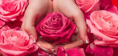 Spa Salonu: Pembe Güller ve Gül Yapraklı Su Kasesinde Fransız Manikürlü Güzel Kadın Elleri.