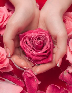 Spa Salonu: Pembe Güller ve Gül Yapraklı Su Kasesinde Fransız Manikürlü Güzel Kadın Elleri.