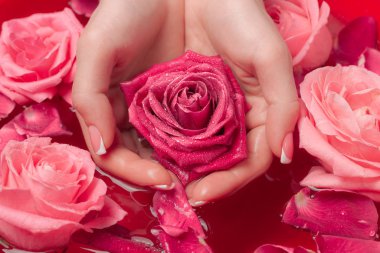 Spa Salonu: Pembe Güller ve Gül Yapraklı Su Kasesinde Fransız Manikürlü Güzel Kadın Elleri.