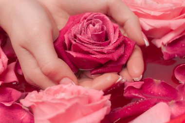 Spa Salonu: Pembe Güller ve Gül Yapraklı Su Kasesinde Fransız Manikürlü Güzel Kadın Elleri.