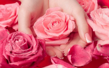 Spa Salonu: Pembe Güller ve Gül Yapraklı Su Kasesinde Fransız Manikürlü Güzel Kadın Elleri.