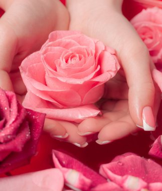 Spa Salonu: Pembe Güller ve Gül Yapraklı Su Kasesinde Fransız Manikürlü Güzel Kadın Elleri.