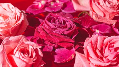 Yakın çekim tomurcukları. Su damlaları ve taç yapraklarıyla pembe gül..