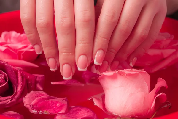 Spa Salonu: Pembe Güller ve Gül Yapraklı Su Kasesinde Fransız Manikürlü Güzel Kadın Elleri.