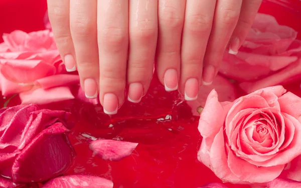 Spa Salonu: Pembe Güller ve Gül Yapraklı Su Kasesinde Fransız Manikürlü Güzel Kadın Elleri.