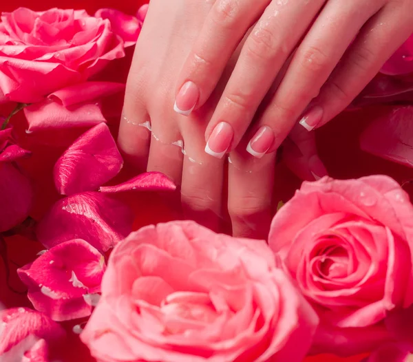 Spa Salonu: Pembe Güller ve Gül Yapraklı Su Kasesinde Fransız Manikürlü Güzel Kadın Elleri.