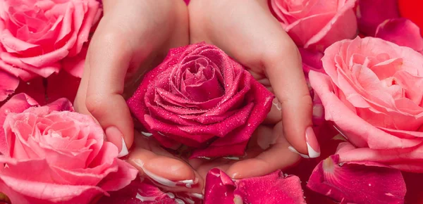 Spa Salonu: Pembe Güller ve Gül Yapraklı Su Kasesinde Fransız Manikürlü Güzel Kadın Elleri.