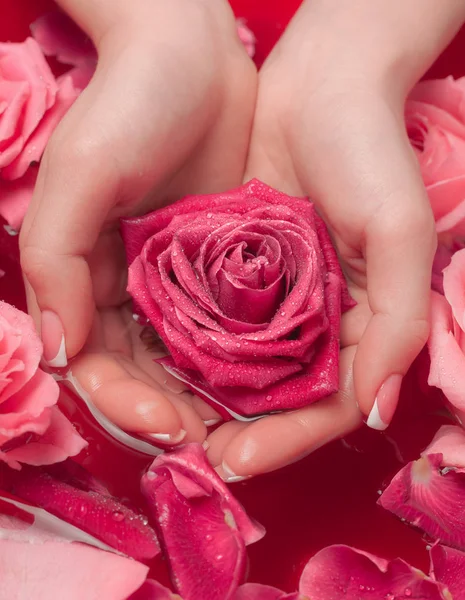 Spa Salonu: Pembe Güller ve Gül Yapraklı Su Kasesinde Fransız Manikürlü Güzel Kadın Elleri.