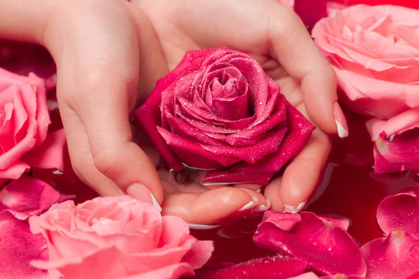 Spa Salonu: Pembe Güller ve Gül Yapraklı Su Kasesinde Fransız Manikürlü Güzel Kadın Elleri.