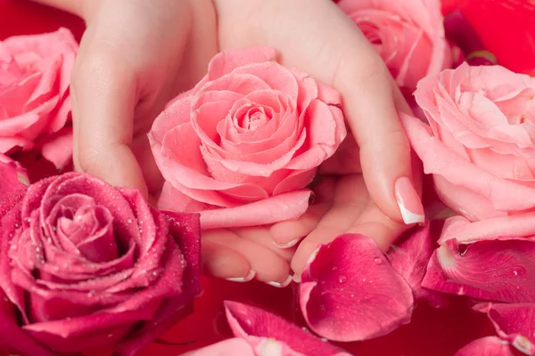 Spa Salonu: Pembe Güller ve Gül Yapraklı Su Kasesinde Fransız Manikürlü Güzel Kadın Elleri.