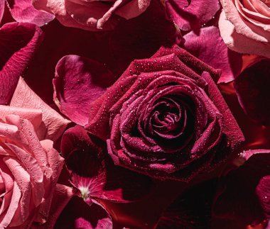 Yakın çekim tomurcukları. Su damlaları ve taç yapraklarıyla pembe gül..