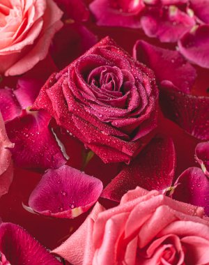 Yakın çekim tomurcukları. Su damlaları ve taç yapraklarıyla pembe gül..