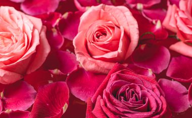 Yakın çekim tomurcukları. Su damlaları ve taç yapraklarıyla pembe gül..