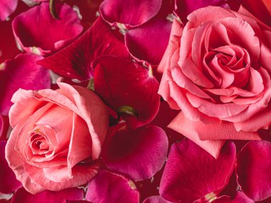 Yakın çekim tomurcukları. Su damlaları ve taç yapraklarıyla pembe gül..