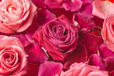 Yakın çekim tomurcukları. Su damlaları ve taç yapraklarıyla pembe gül..