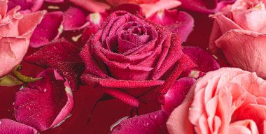 Yakın çekim tomurcukları. Su damlaları ve taç yapraklarıyla pembe gül..