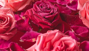 Yakın çekim tomurcukları. Su damlaları ve taç yapraklarıyla pembe gül..