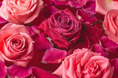 Yakın çekim tomurcukları. Su damlaları ve taç yapraklarıyla pembe gül..