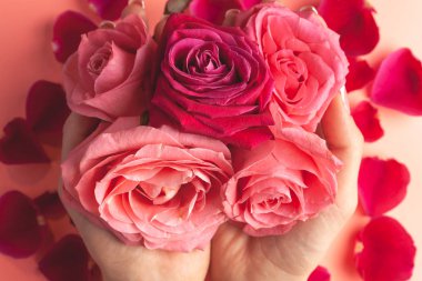 Kız eli bir sürü gül tomurcuğu tutar. Gül goncalarının yakın plan fotoğrafı.