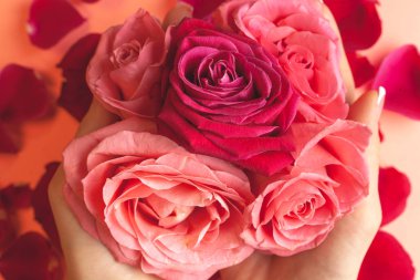 Kız eli bir sürü gül tomurcuğu tutar. Gül goncalarının yakın plan fotoğrafı.