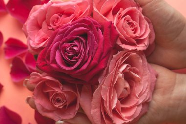 Kız eli bir sürü gül tomurcuğu tutar. Gül goncalarının yakın plan fotoğrafı.