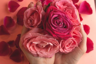 Kız eli bir sürü gül tomurcuğu tutar. Gül goncalarının yakın plan fotoğrafı.