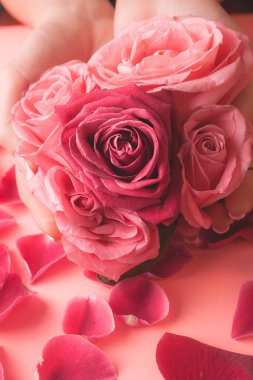 Kız eli bir sürü gül tomurcuğu tutar. Gül goncalarının yakın plan fotoğrafı.