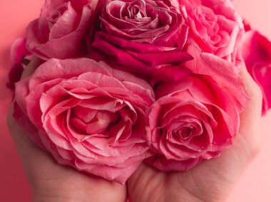 Kız eli bir sürü gül tomurcuğu tutar. Gül goncalarının yakın plan fotoğrafı.