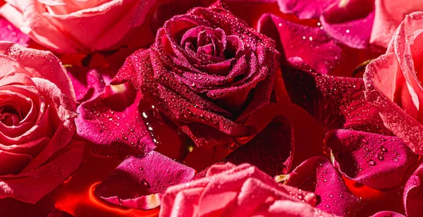 Close-up buds pink Rose with water drops and petals.