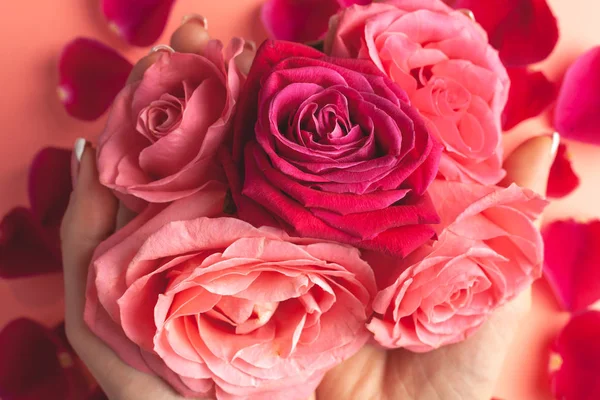 Kız eli bir sürü gül tomurcuğu tutar. Gül goncalarının yakın plan fotoğrafı.