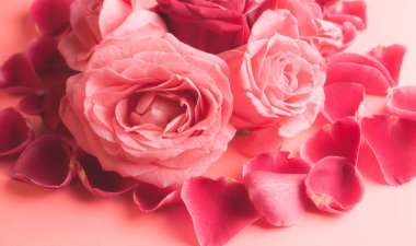 Pembe gül tomurcuklarının yakın plan fotoğrafı. Bir kart için stok fotoğrafı.