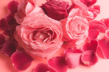 Pembe gül tomurcuklarının yakın plan fotoğrafı. Bir kart için stok fotoğrafı.