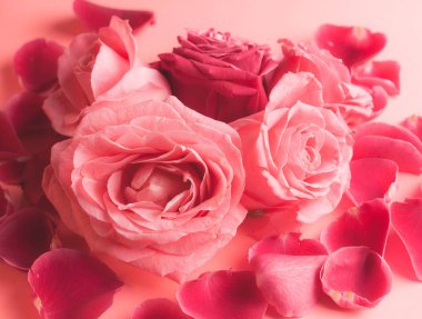 Pembe gül tomurcuklarının yakın plan fotoğrafı. Bir kart için stok fotoğrafı.