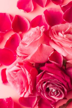 Pembe gül tomurcuklarının yakın plan fotoğrafı. Bir kart için stok fotoğrafı.