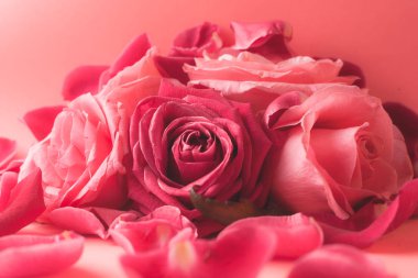 Pembe gül tomurcuklarının yakın plan fotoğrafı. Bir kart için stok fotoğrafı.