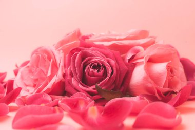 Pembe gül tomurcuklarının yakın plan fotoğrafı. Bir kart için stok fotoğrafı.