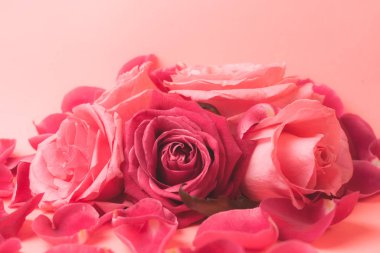 Pembe gül tomurcuklarının yakın plan fotoğrafı. Bir kart için stok fotoğrafı.