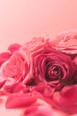 Pembe gül tomurcuklarının yakın plan fotoğrafı. Bir kart için stok fotoğrafı.