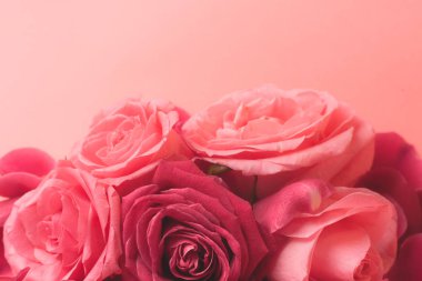 Pembe gül tomurcuklarının yakın plan fotoğrafı. Bir kart için stok fotoğrafı.