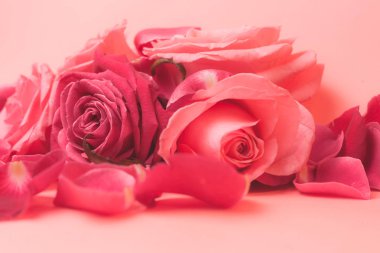 Pembe gül tomurcuklarının yakın plan fotoğrafı. Bir kart için stok fotoğrafı.