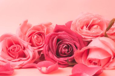 Pembe gül tomurcuklarının yakın plan fotoğrafı. Bir kart için stok fotoğrafı.