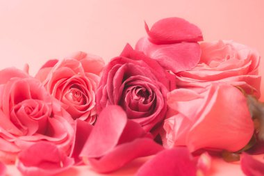 Pembe gül tomurcuklarının yakın plan fotoğrafı. Bir kart için stok fotoğrafı.