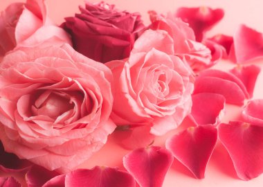 Pembe gül tomurcuklarının yakın plan fotoğrafı. Bir kart için stok fotoğrafı.