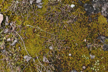 Yürüyüş ayakkabısı giymiş rahat bir adam. Botların yakın plan fotoğrafı..